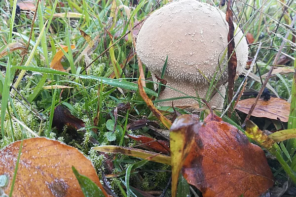 Pilz im Gras